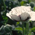 Weißer Mohn im Gegenlicht.