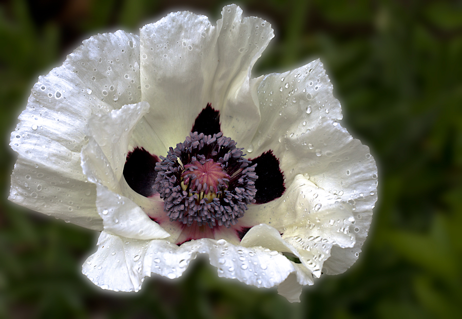 weißer Mohn im Regen