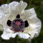 weißer Mohn im Regen