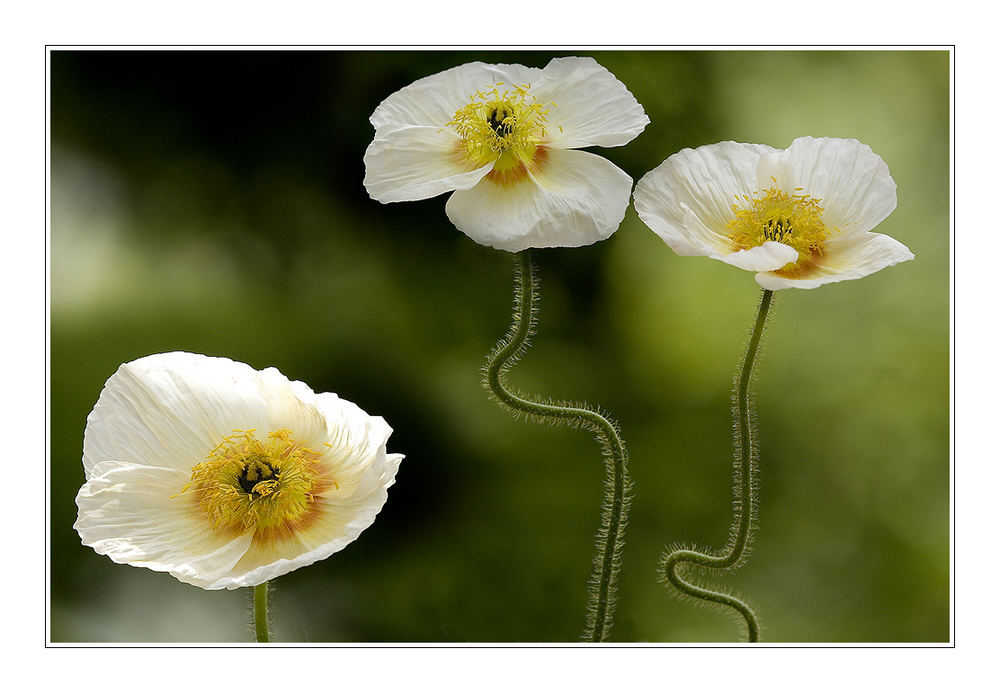 weißer Mohn im Wind