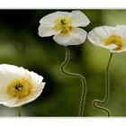 weißer Mohn im Wind