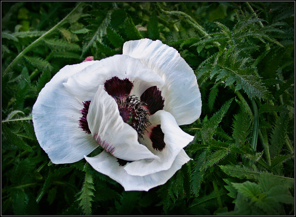 Weißer Mohn im Wind