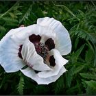 Weißer Mohn im Wind