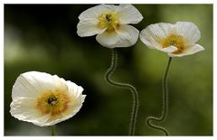 weißer Mohn im Wind