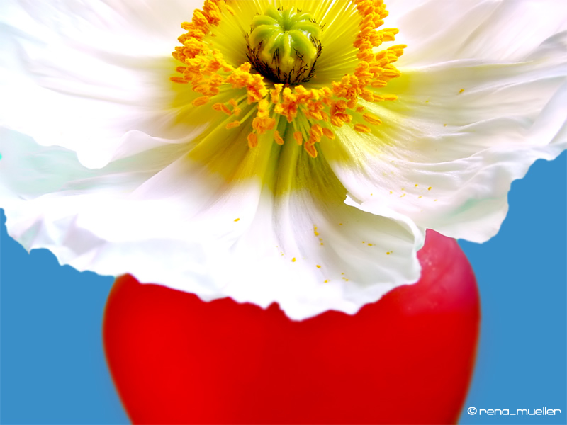 weißer Mohn in roter Vase