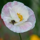 weisser Mohn mit Krabbelgrabetierchen