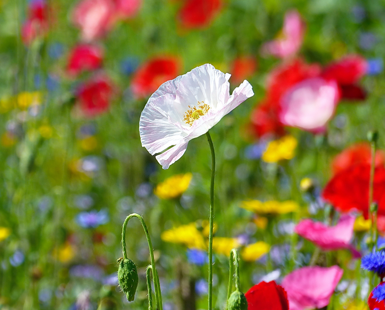 Weißer Mohn      (mittwochsblümchen )