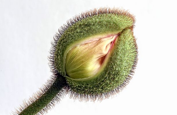 weisser Mohn / white poppy