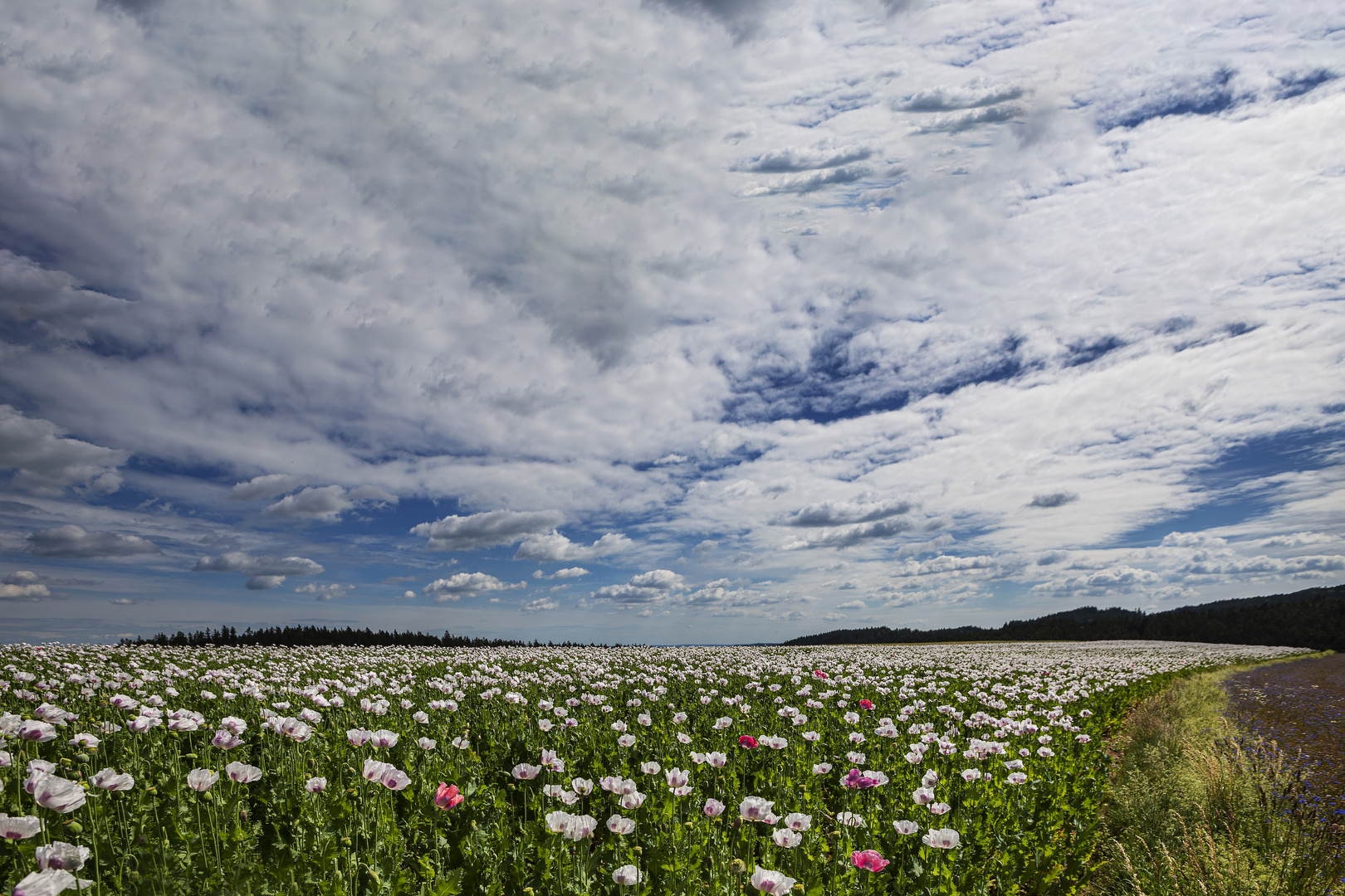 Weißer Mohn_MG_9044