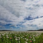 Weißer Mohn_MG_9044