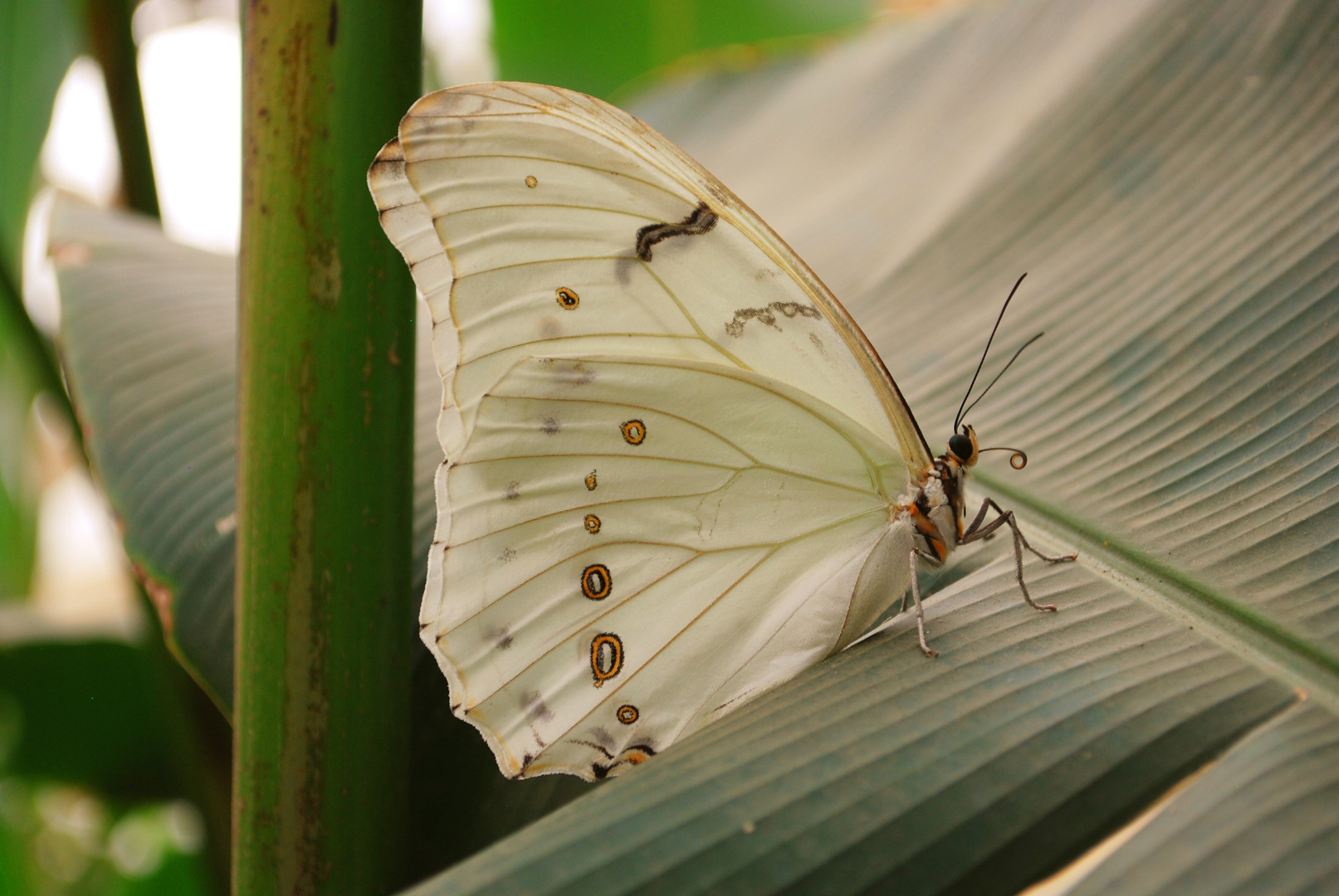 weißer Morpho