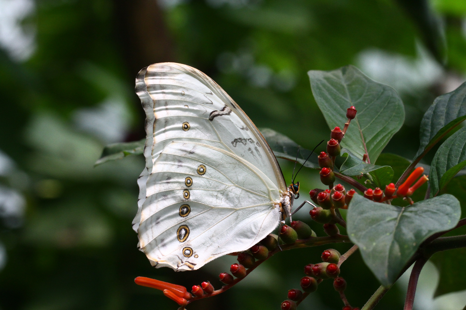 Weisser Morpho