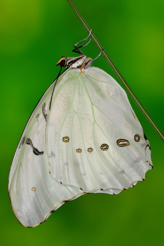 Weißer Morphofalter 