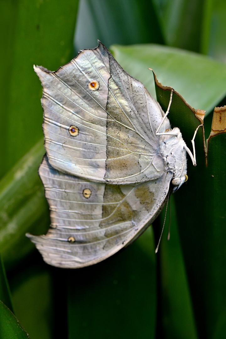 Weißer Morphofalter 