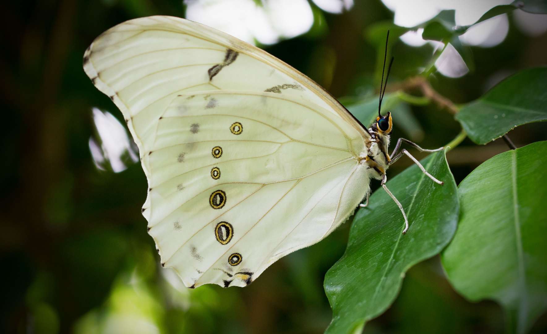 Weisser Morphofalter (Morpho Polyphemus)