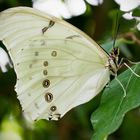 Weisser Morphofalter (Morpho Polyphemus)