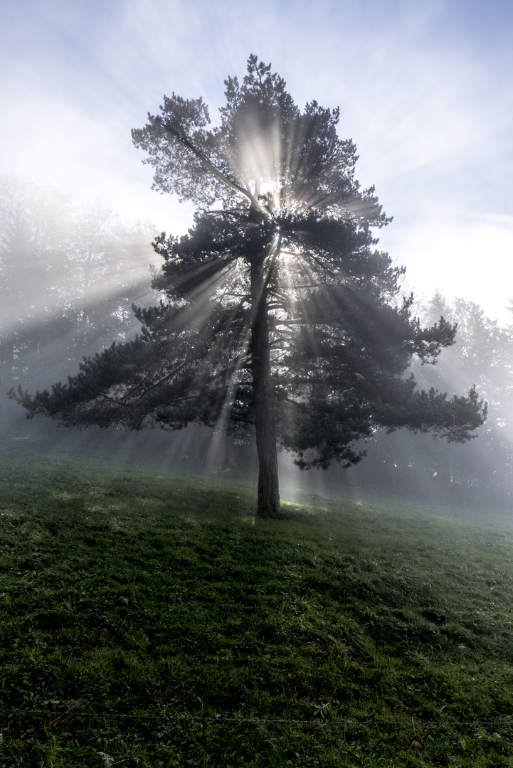 Weisser Nebel wunderbar