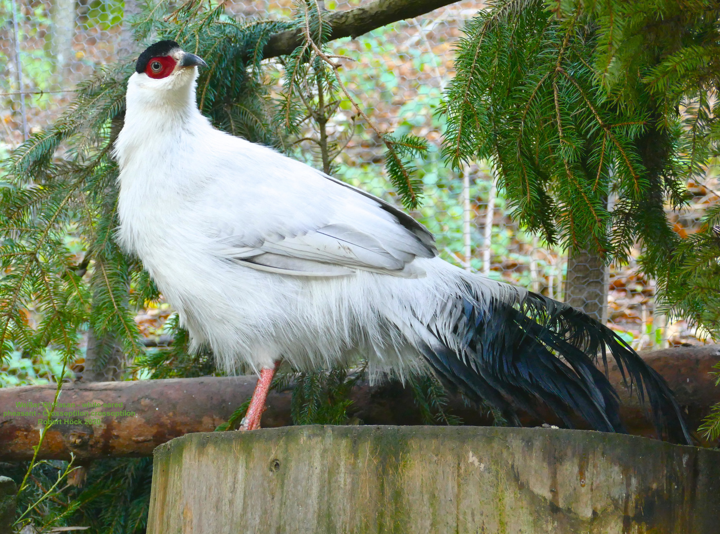 Weißer Ohrfasan - white eared pheasant - Crossoptilon crossoptilon 