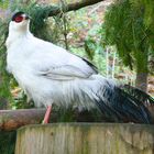 Weißer Ohrfasan - white eared pheasant - Crossoptilon crossoptilon 