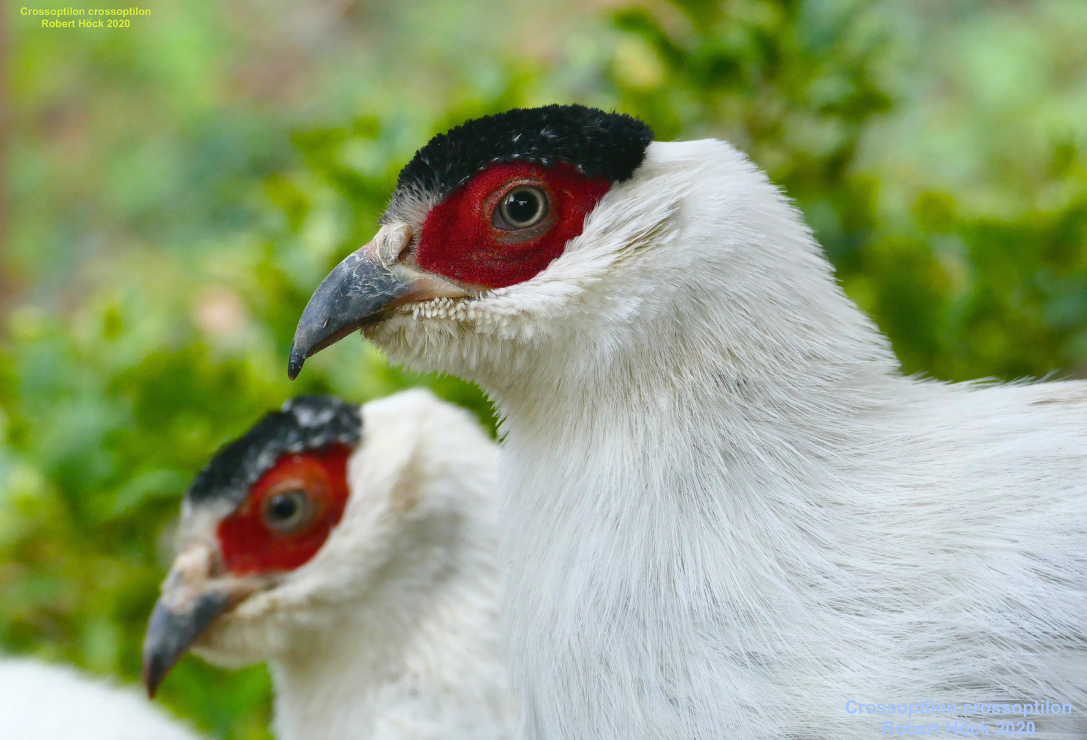 Weißer Ohrfasan - white eared pheasant - Crossoptilon crossoptilon