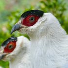 Weißer Ohrfasan - white eared pheasant - Crossoptilon crossoptilon