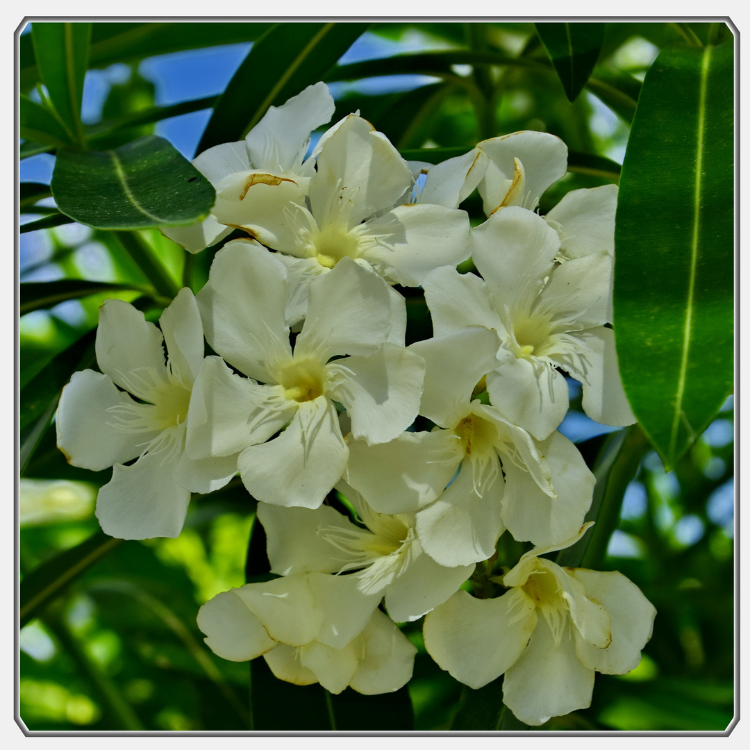 Weißer Oleander