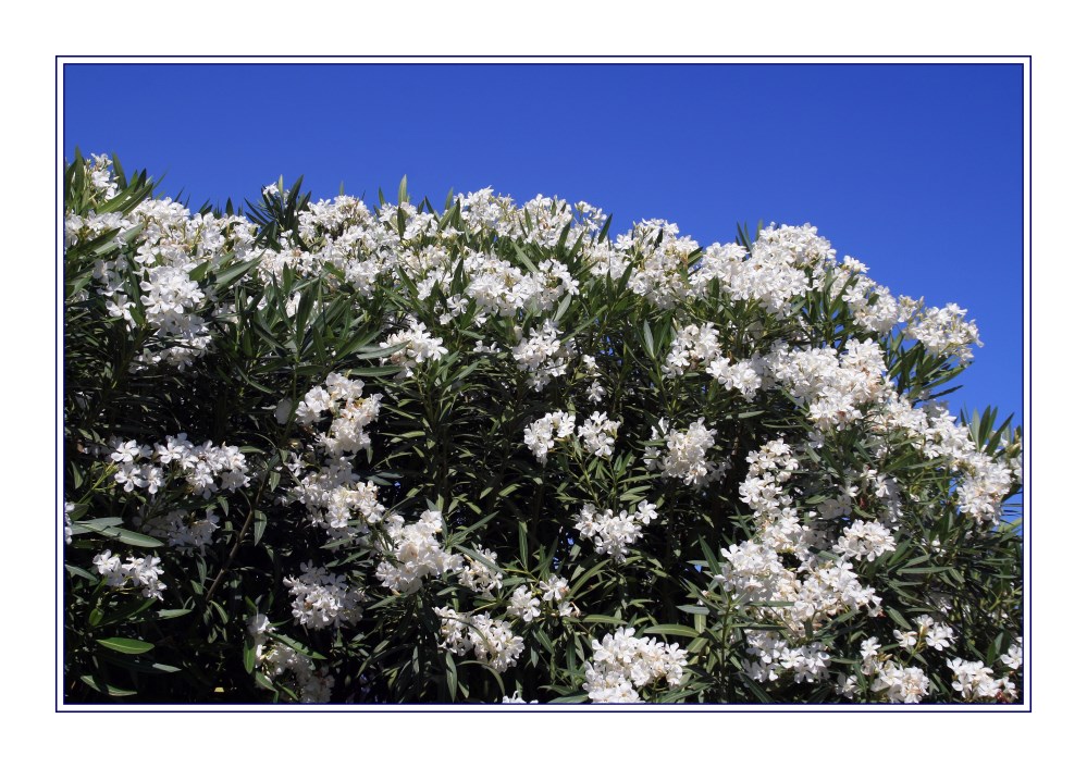 weißer Oleander