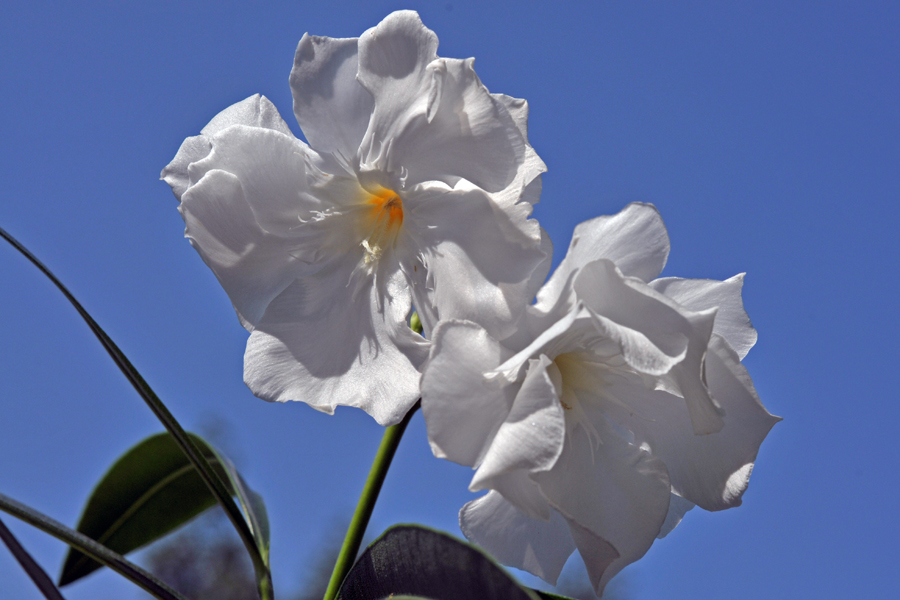 weißer Oleander