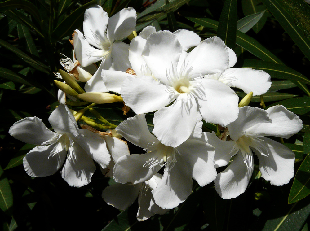 Weißer Oleander