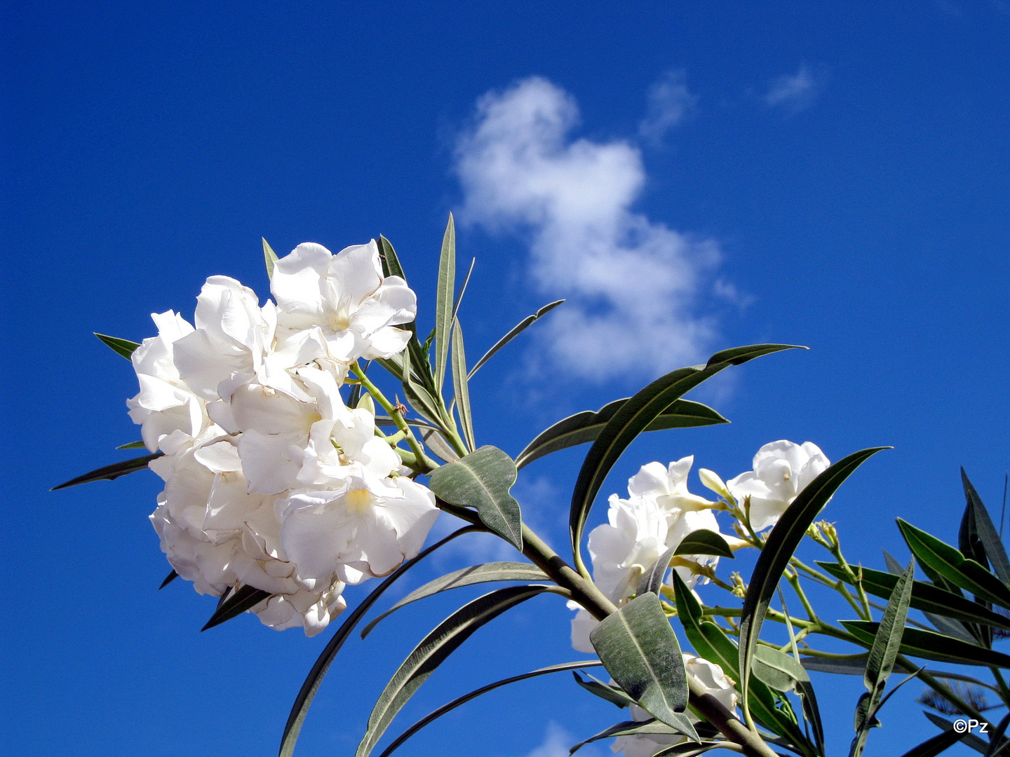 Weißer Oleander ...