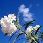 Weißer Oleander ...