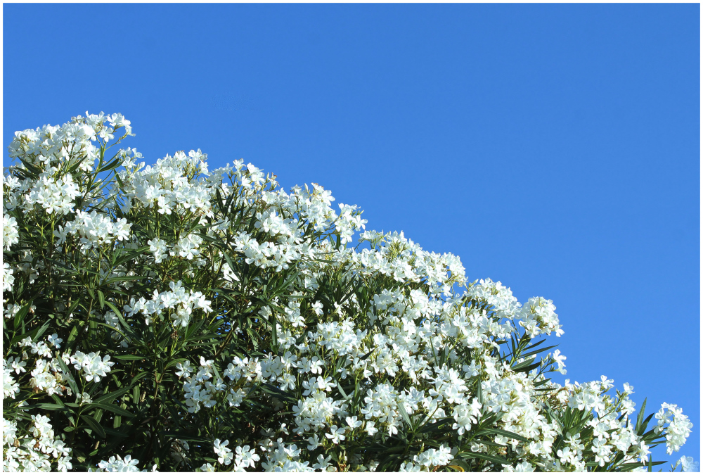 weißer Oleander