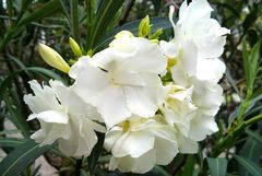 Weißer Oleander