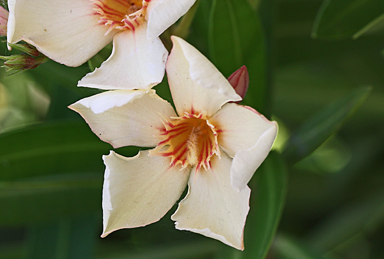 Weißer Oleander