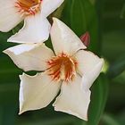 Weißer Oleander