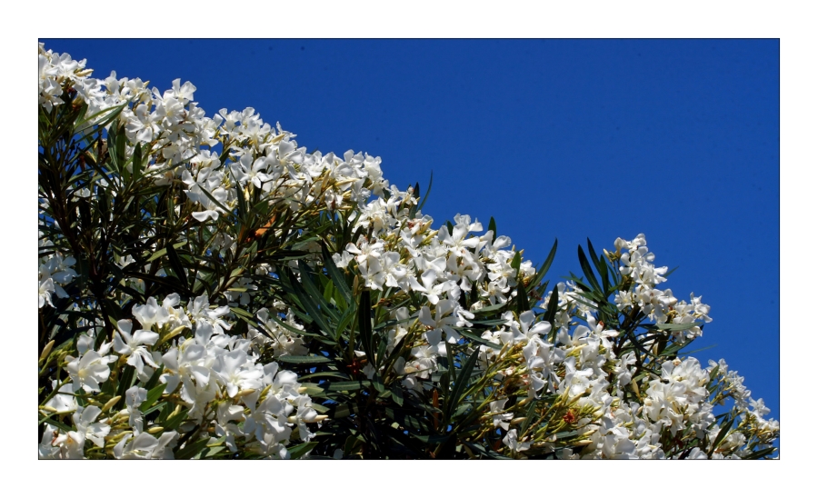 *weißer Oleander*