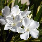 weisser Oleander