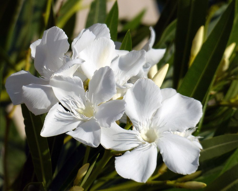 weisser Oleander