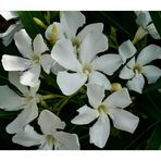 weißer Oleander