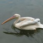 Weißer Pelikan