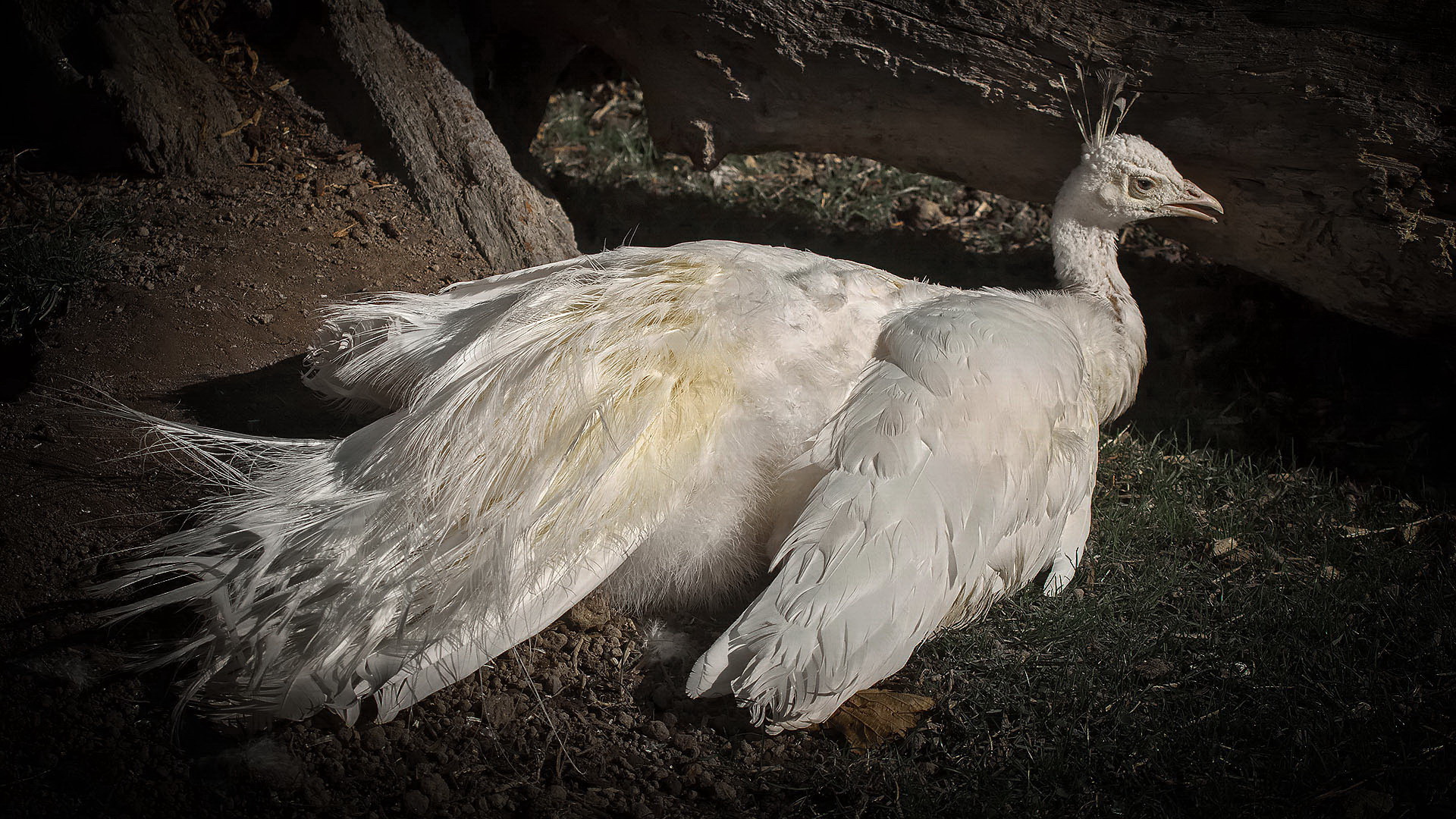 Weißer Pfau 001a