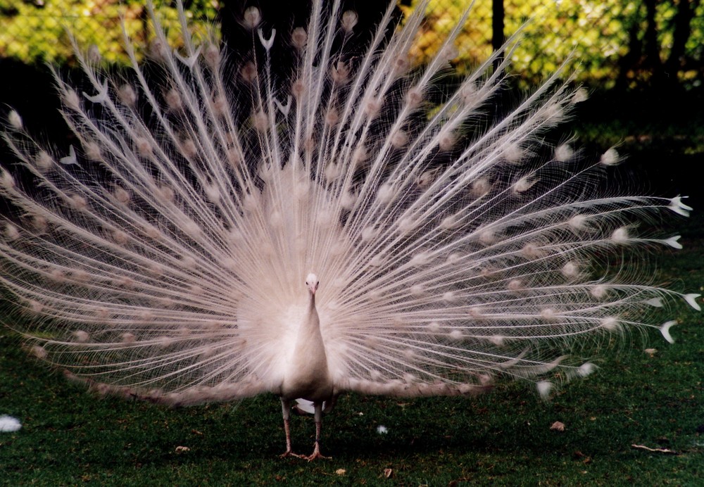 weißer Pfau