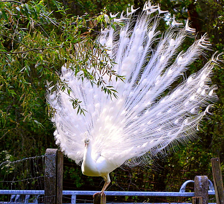 Weißer-Pfau