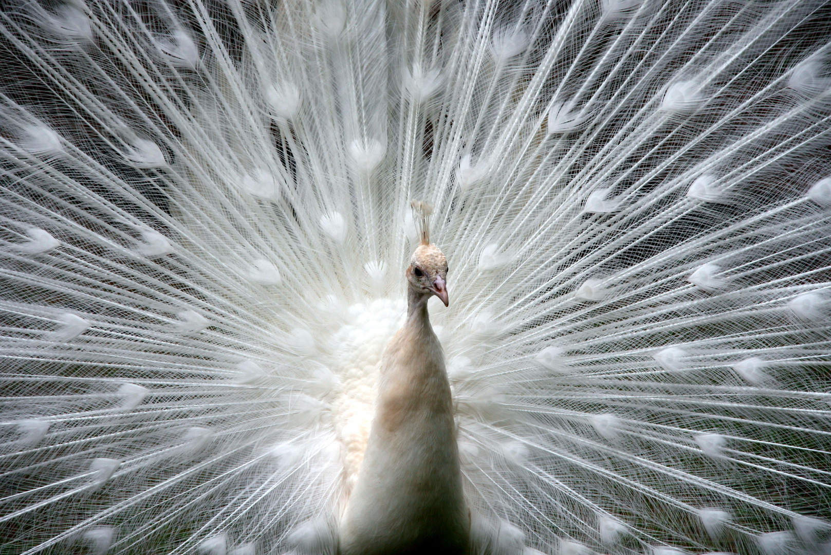 weißer Pfau