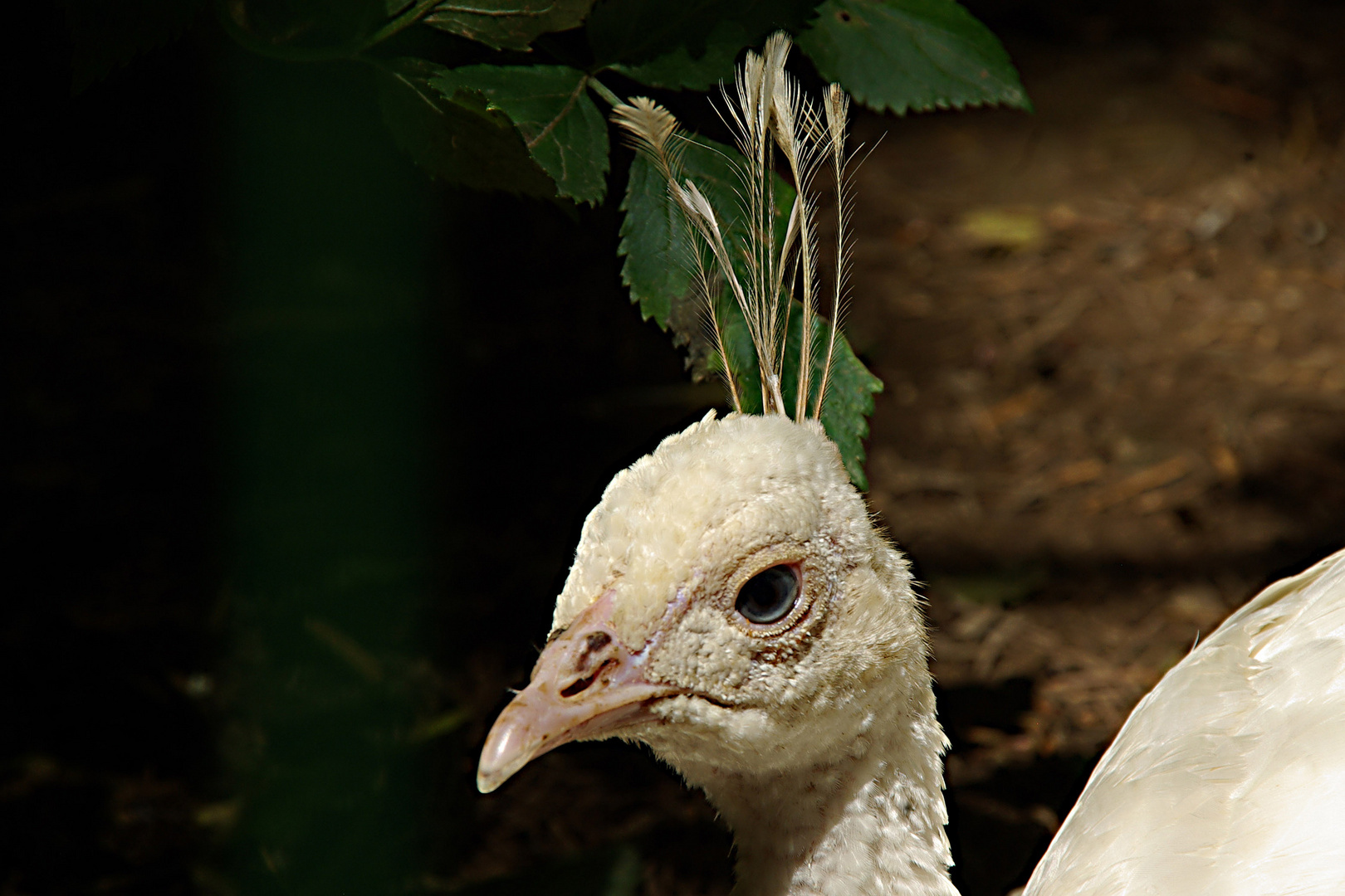 Weißer Pfau