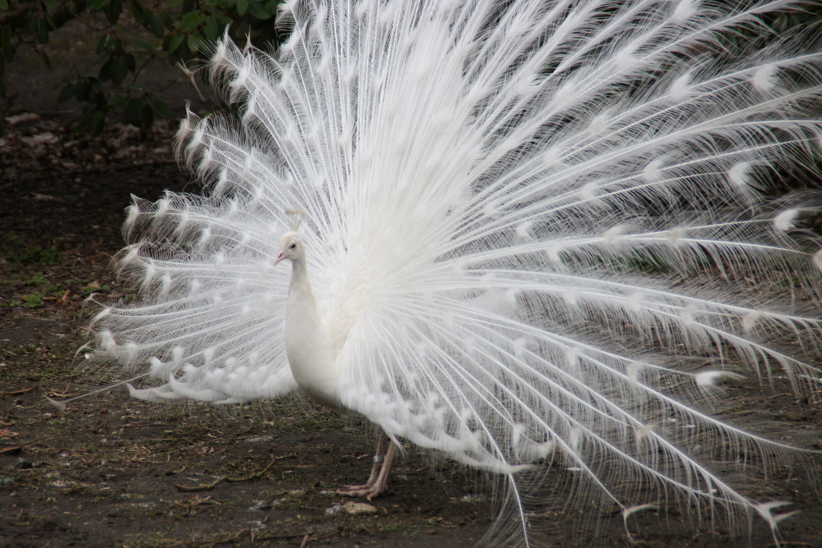 Weißer Pfau