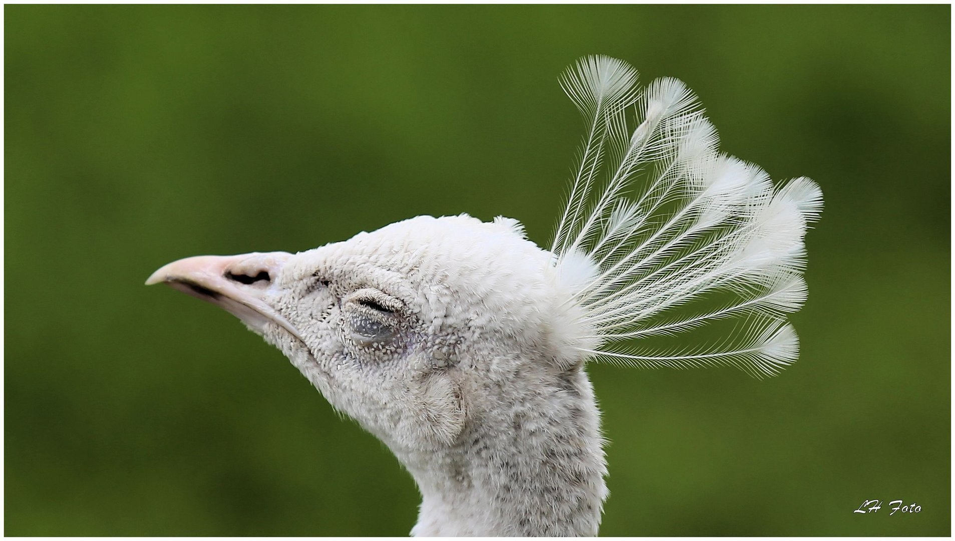 Weißer Pfau