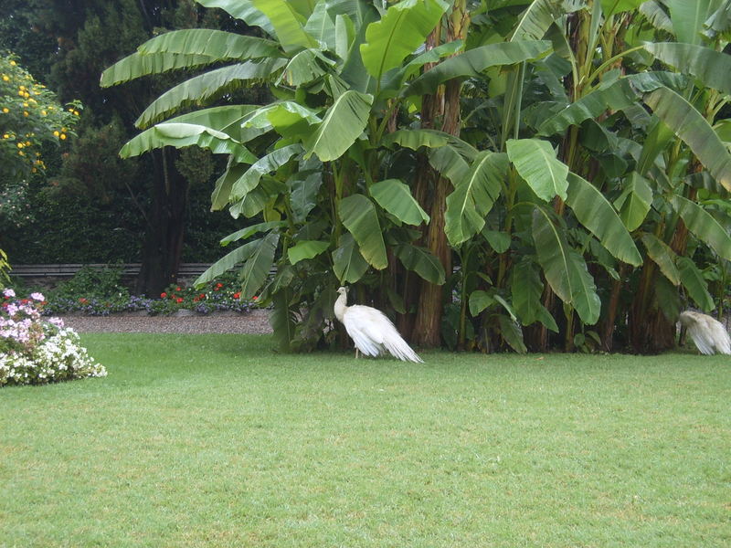 Weisser Pfau