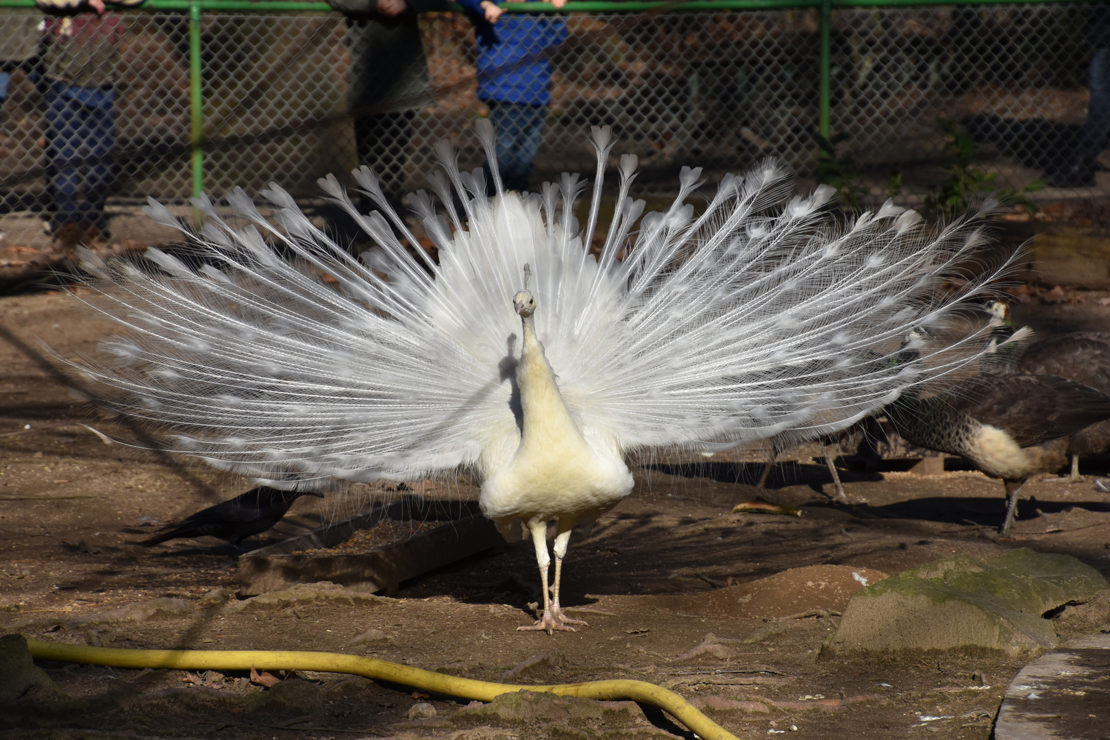 Weißer Pfau