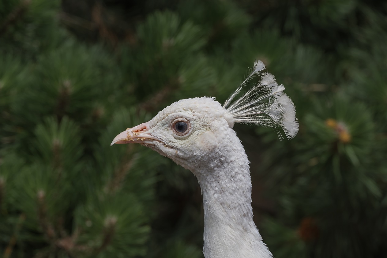 Weißer Pfau 2